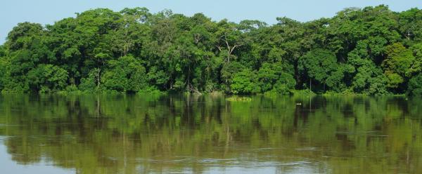 Forêt du bassin du Congo sur la rivière Sangha, Cameroun © C. Doumenge, Cirad